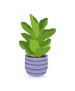 Vector illustration of house plant isolated on white background. Ficus lyrata Bambino Royalty Free Stock Photo